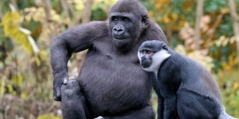 Wild meat luxury? Beware of  zoonotic diseases 